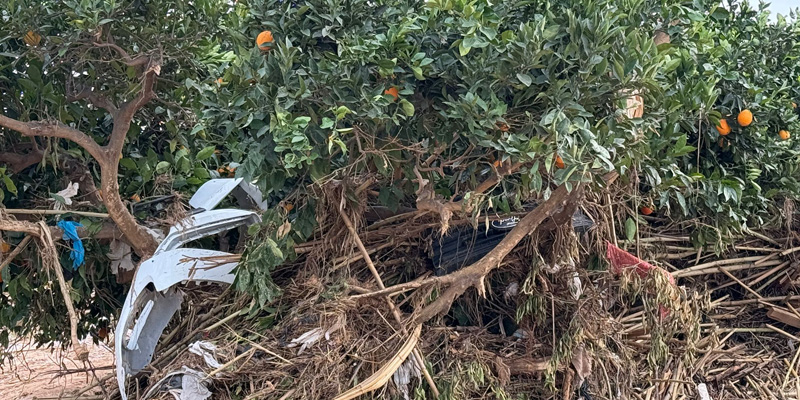 Misa catedral Valencia naranjos