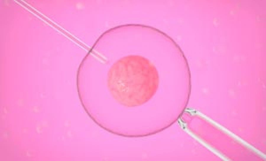 Embriones con tres padres: Vida humana es usada “como material descartable”