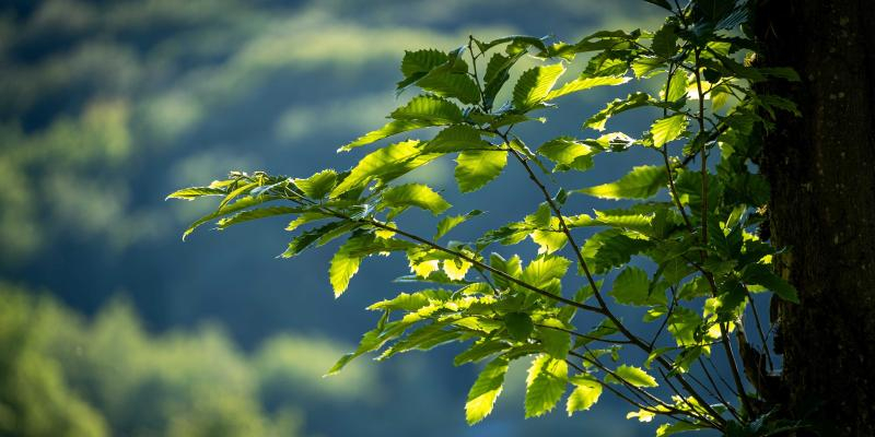 La Comisi&oacute;n Diocesana de Ecolog&iacute;a Integral organiza un encuentro ecum&eacute;nico en el Seminario Conciliar de Madrid: &laquo;Os invitamos a vivir con gozo el Tiempo de la Creaci&oacute;n&raquo;