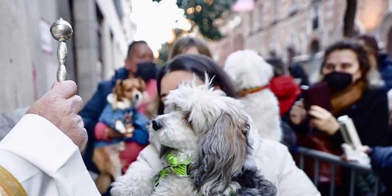 Nuestra Se&ntilde;ora del Carmen de Pozuelo celebra san Antonio Abad con la bendici&oacute;n de mascotas