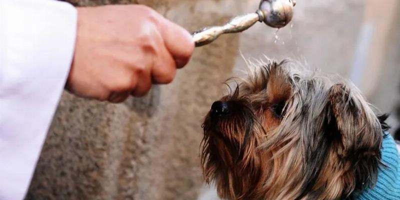 Rafael Navarrete, p&aacute;rroco de San Juan XXIII, con motivo de la fiesta de San Ant&oacute;n: &laquo;Os animamos a que veng&aacute;is con vuestros animales que tanta compa&ntilde;&iacute;a y bien nos hacen&raquo;