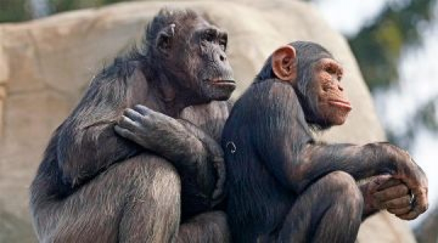 &iquest;La teor&iacute;a de la evoluci&oacute;n es incompatible con la fe cat&oacute;lica?