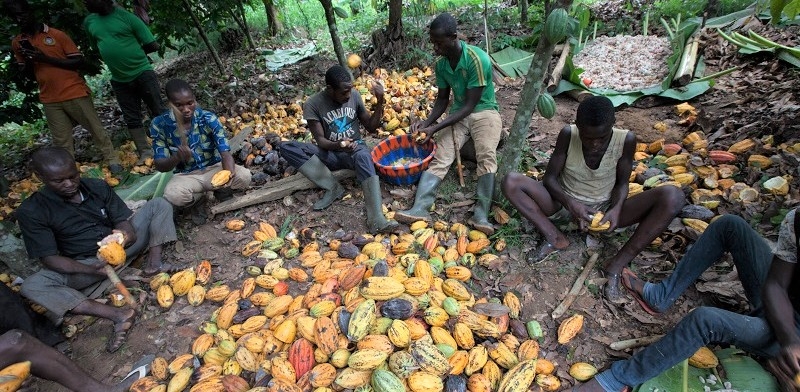 Los ingresos de los productores de cacao disminuyen mientras el mercado global aumenta su facturaci&oacute;n