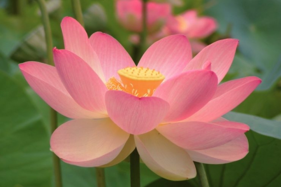 Cristianos y budistas unidos en la defensa del medio ambiente