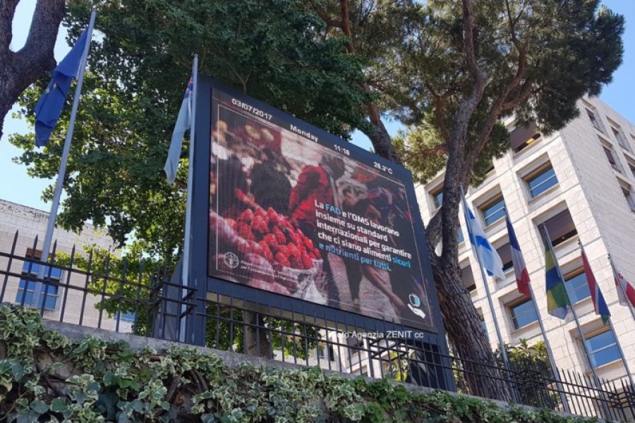 Observador del Vaticano en la FAO: eliminar el hambre exige un esfuerzo de todos los sectores